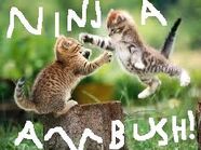Ninja