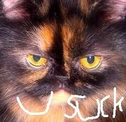 GrumpCat