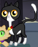 Unnamed Cat 1 ID S4E9