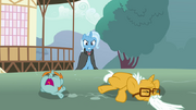 Trixie looking at a young snips and old snails