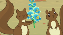 Squirrel presents the foal's-breath S8E23