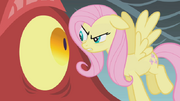 Fluttershy confrontando o dragão S1E07