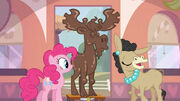 Mousse Moose