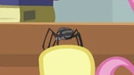 Spider on Fluttershy&#039;s hoof S8E1