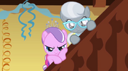 Silver and Diamond watching