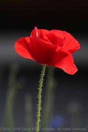 180px-Red Flower