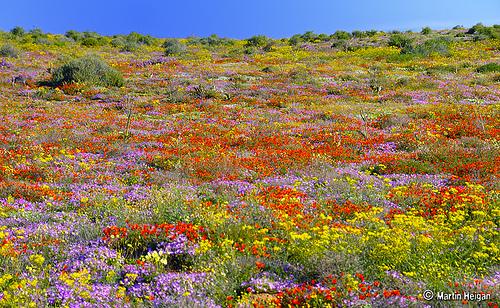 Wildflowers