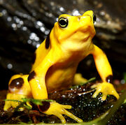RealGoldenFrog