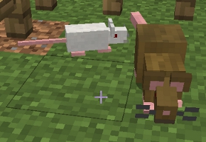 MouseRat