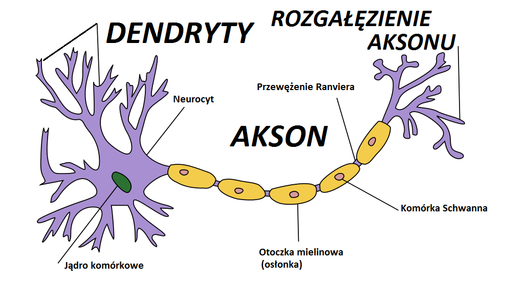 Akson | Mojawlasna Wiki | FANDOM powered by Wikia