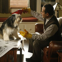 Mr Monk And The Dog Monk Wiki Fandom