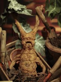 Mandrake