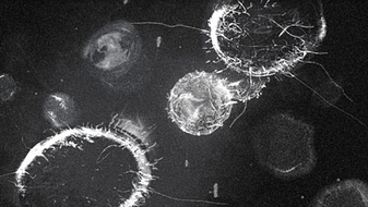 Uroboros virus