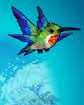 Colibri