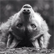 420d0f758e9fe0c730075ed5255a876b--wild-things-foxes