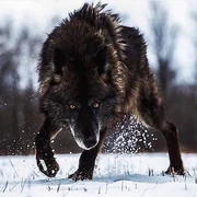 84bd0ed6bc101347ec4b6717b5948dc3