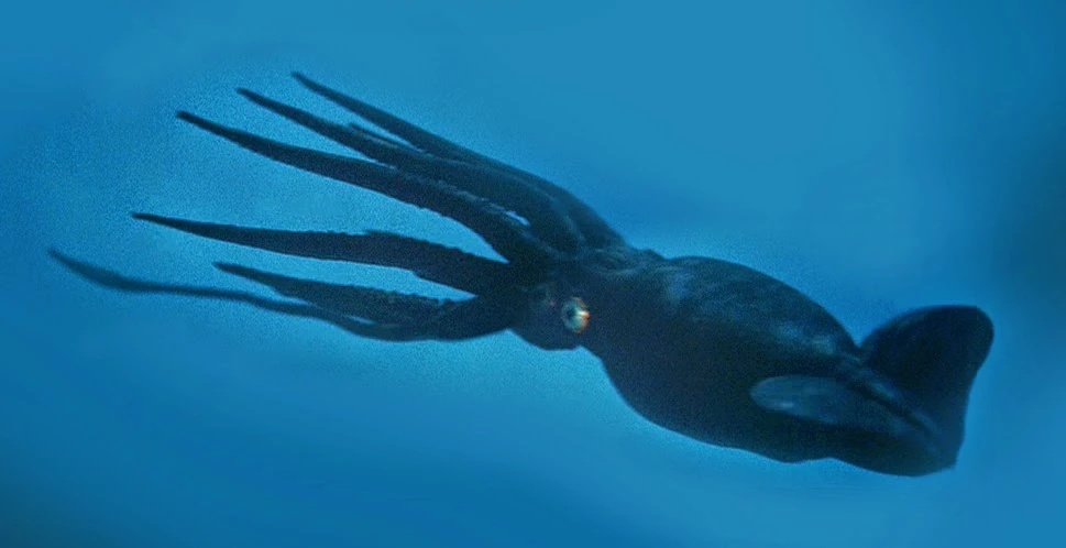 Giant Squid 20 000 Leagues Under The Sea Monster Moviepedia Fandom