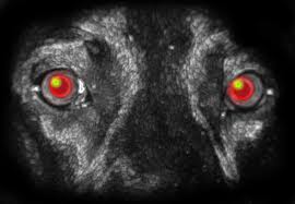 Blackdogimages