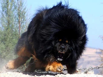 monster mastiff