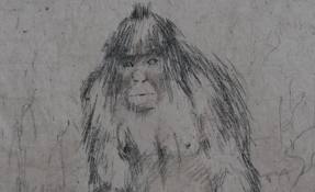 Yeti