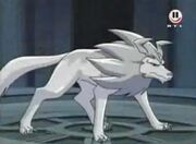 Wolfszahn 4