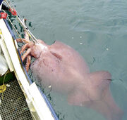 Colossal-squid custom-c2bf0bbc49976cd69bbb0f8246d7c4e2f80ceb21-s3-c85
