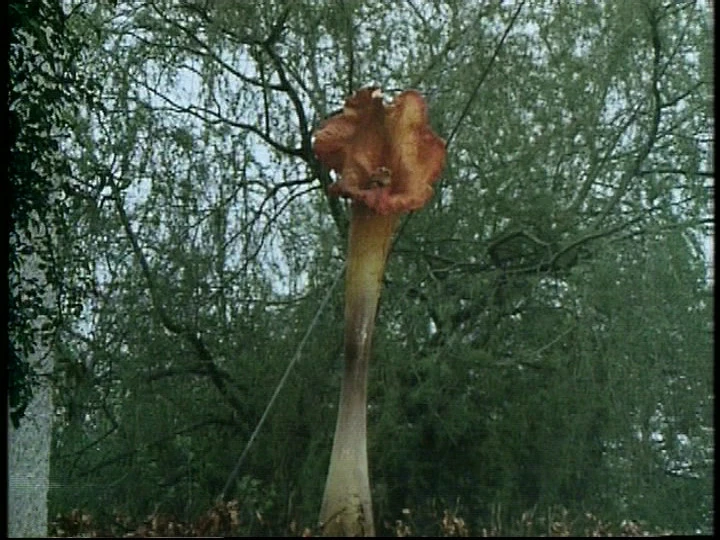 Triffids Monsterspedia Wiki FANDOM powered by Wikia