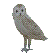 Euli