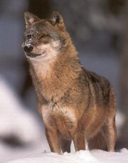 Wolf berndtfischer1