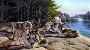 WolfPackArt