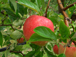 Apple