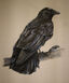 Crow