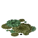 Marslichen