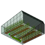 Cornplantation
