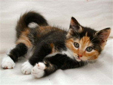 image black ginger kitten jpg moonclan warriors wiki fandom