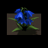 Nachtlupine