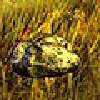 Stein