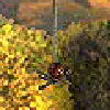 Spinne