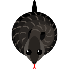 Cobra
