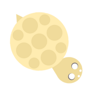 Turtle Carcc