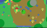 Crocodileinmud