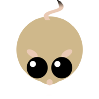 Kangarooratbody