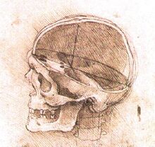 View-of-a-skull