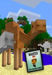 Camel