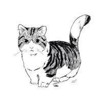 Codex Chairman Meow
