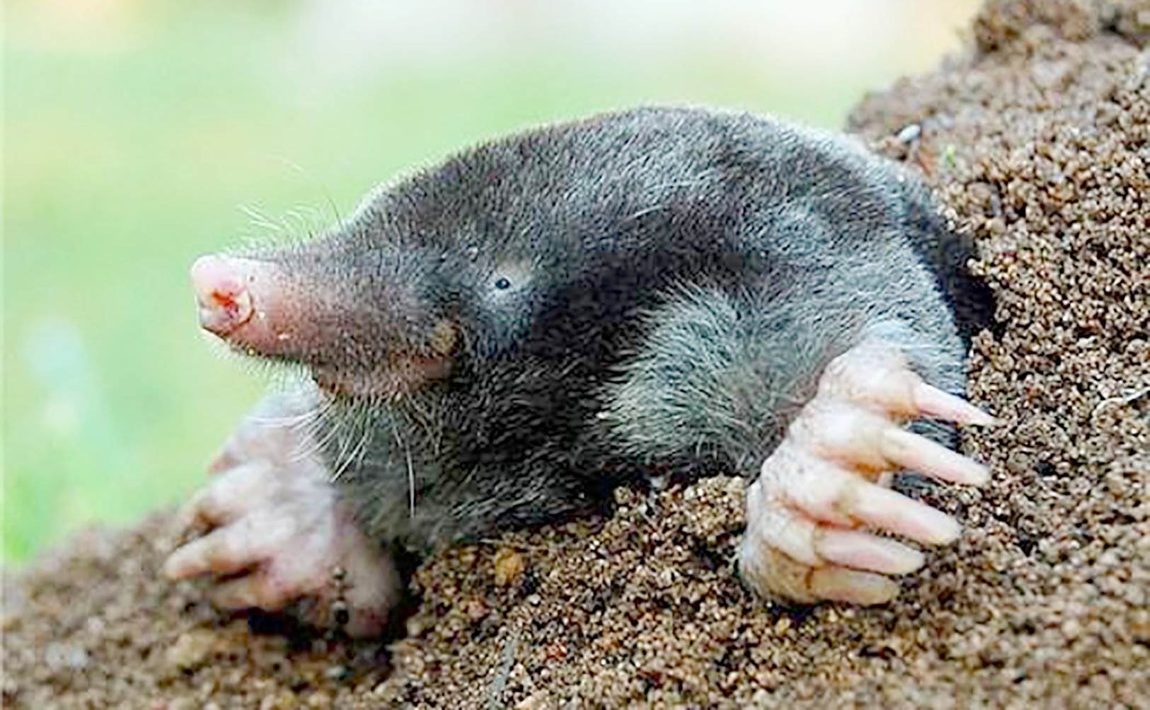 Happy Mole MosuFan2004 Wikia FANDOM powered by Wikia