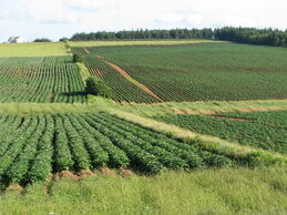 Potato Farm