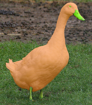 Quack Quack in real life