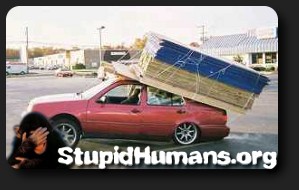 Logo - Stupid Humans