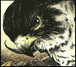 Hawk